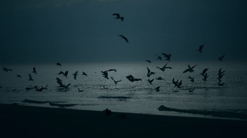 鸟类在黄昏黑夜的海岸飞行-UI素材库